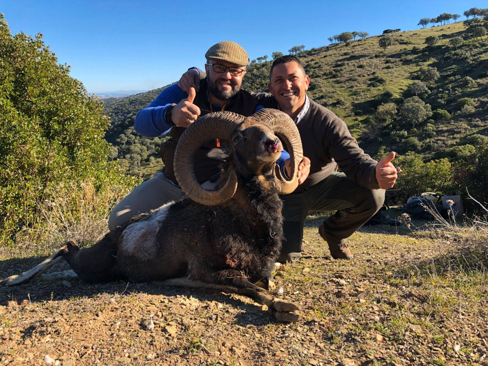 Rececho de Muflón en Portugal